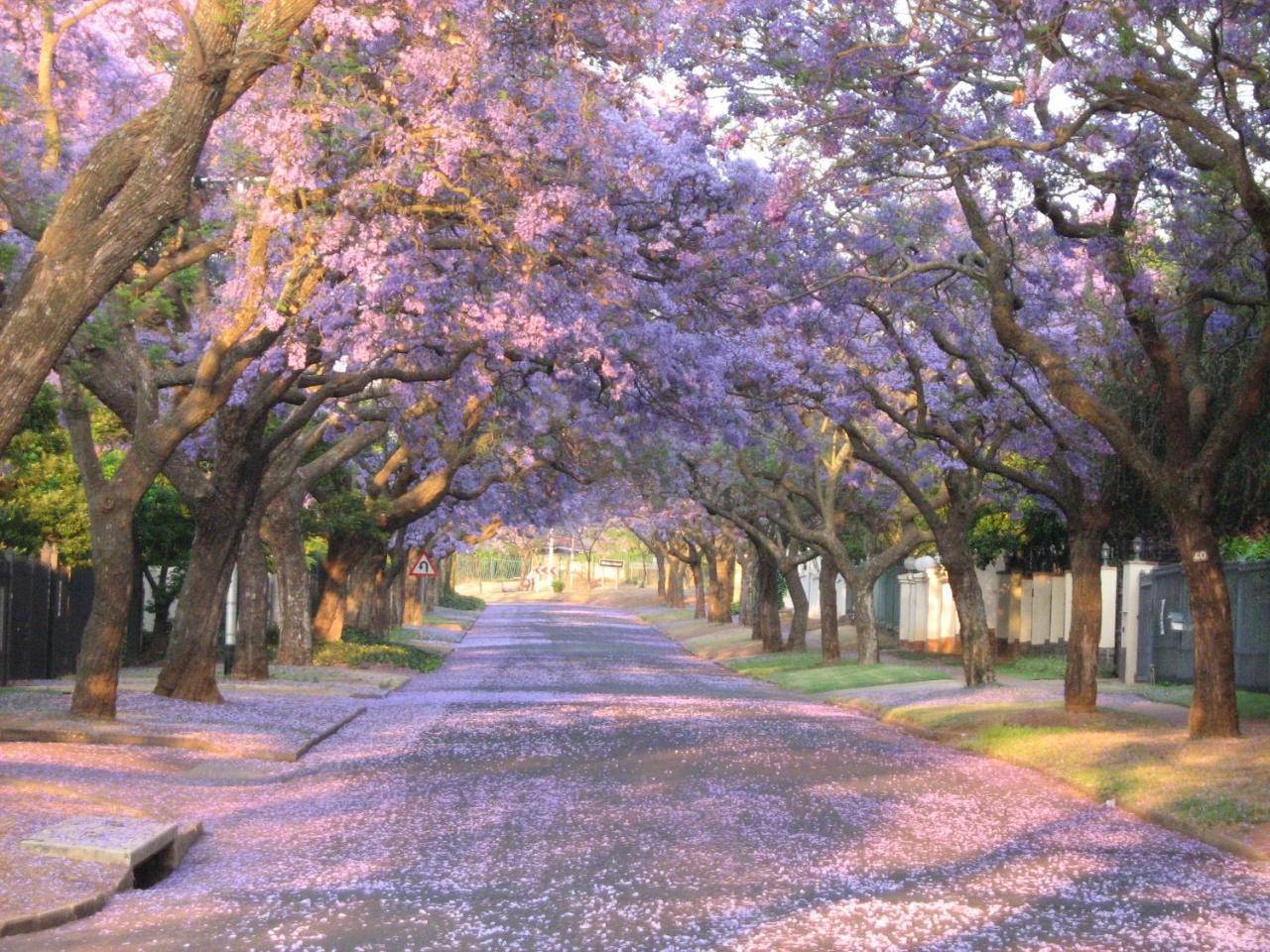 3@Marion Guest House Pretoria Exterior foto
